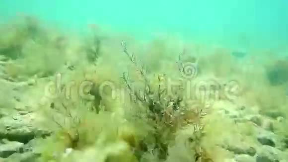 海底在水下黑山亚得里亚海水域案文视频的预览图