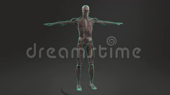 人体解剖显示男性全身旋转视频的预览图