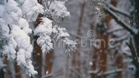 冬季松林有白雪覆盖的树枝圣诞树慢动作视频的预览图