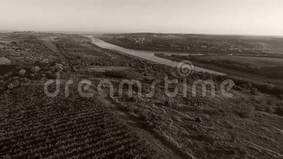 多瑙河和一排排葡萄园收割前视频的预览图