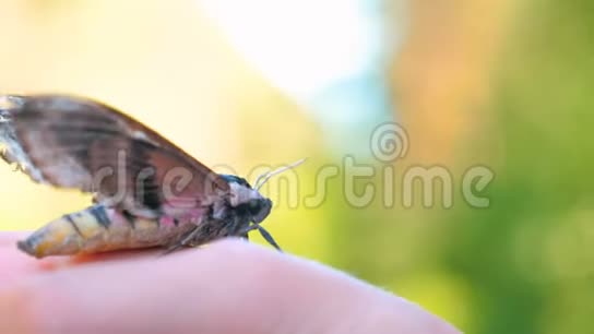 在大自然森林里的一个阳光明媚的日子里一只蝴蝶鹰蛾坐在一只人的手上准备起飞然后是蝴蝶视频的预览图