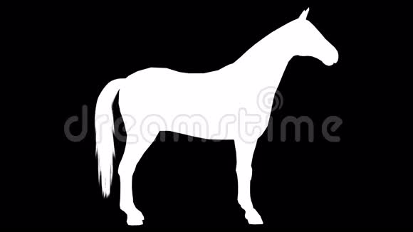 一匹步行马的白色轮廓阿尔法频道4K视频的预览图