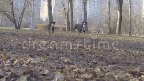 在公园里奔跑的伯尔尼牧羊犬视频的预览图