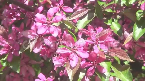 春天的花在树上视频的预览图