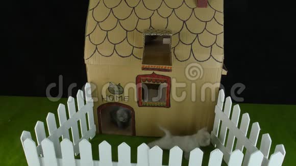 带阳台的猫纸板房室外景观视频的预览图