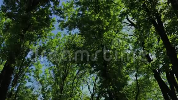 绿叶和树枝在阳光下视频的预览图