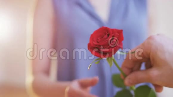 男人把红玫瑰送给女人视频的预览图