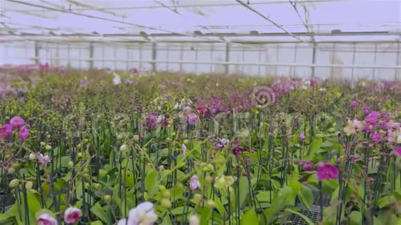 种植植物的现代温室全景图视频的预览图