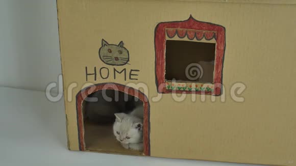 小猫坐在门前纸板猫屋视频的预览图