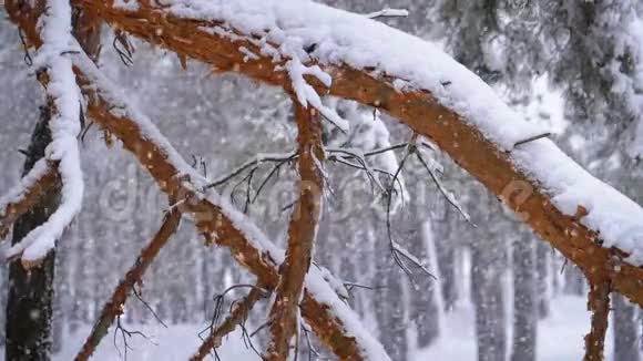 冬季松林有白雪覆盖的树枝圣诞树慢动作视频的预览图