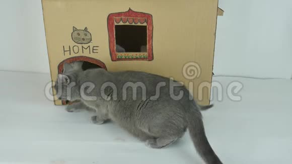 猫纸板屋室外景观视频的预览图