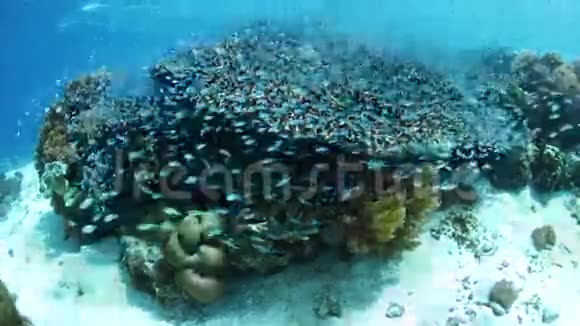 印度尼西亚的豆娘和珊瑚视频的预览图