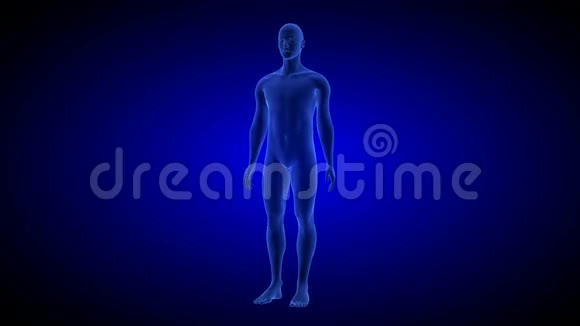 人体解剖身体三维扫描呈现蓝色背景旋转无缝环路视频的预览图