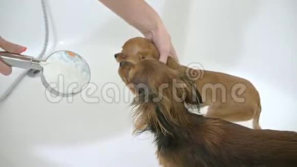 那只猎犬是在洗澡时洗的体大白色狗在街上经常被洗曾经用过视频的预览图