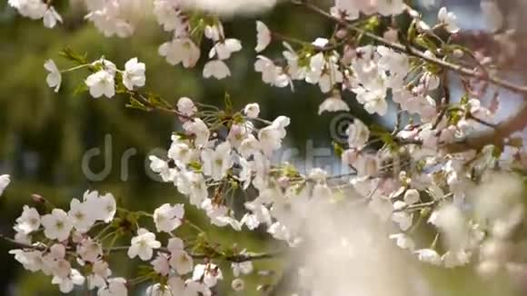 美丽的樱花在风中颤抖视频的预览图