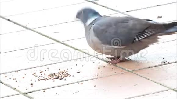 食用鸟籽的木鸽视频的预览图