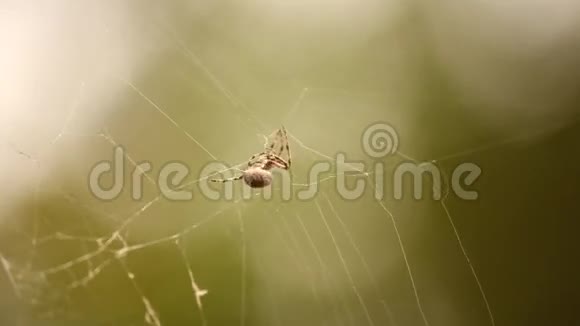 蜘蛛网宏镜头视频的预览图