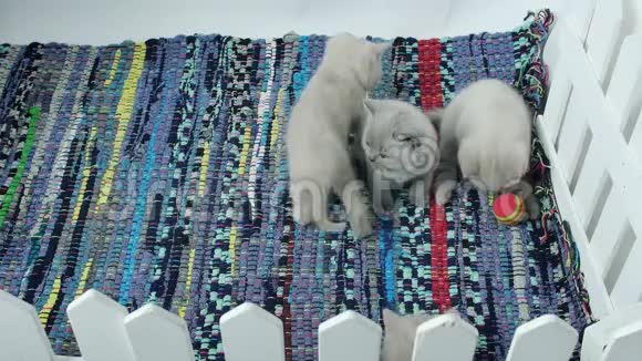可爱的英国小猫在地毯上玩耍视频的预览图
