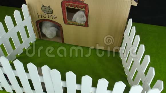 猫纸板屋gopro室外景视频的预览图