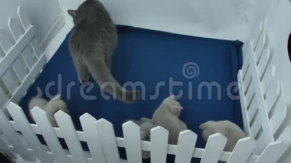 小猫在小院子里和妈妈玩视频的预览图