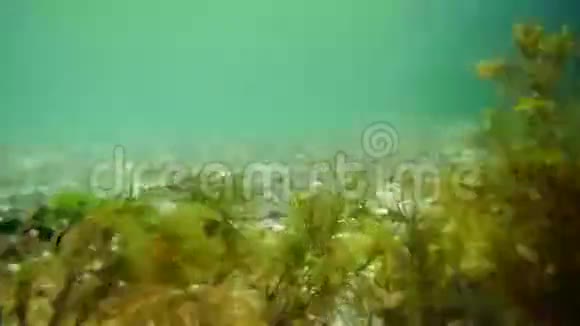 海底在水下黑山亚得里亚海水域案文视频的预览图