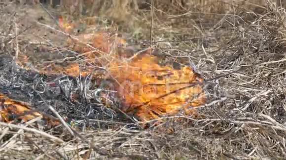 在野外白天看到可怕的危险野火烧干草草一大片的大自然视频的预览图