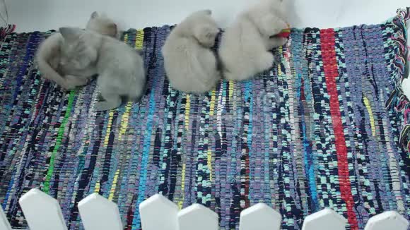 可爱的英国小猫在地毯上玩耍视频的预览图