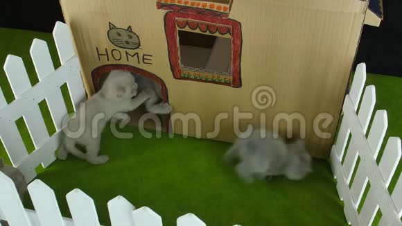 猫纸板屋gopro室外景视频的预览图