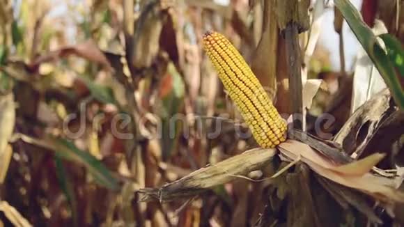农民在农业玉米地的玉米芯上采摘成熟玉米视频的预览图
