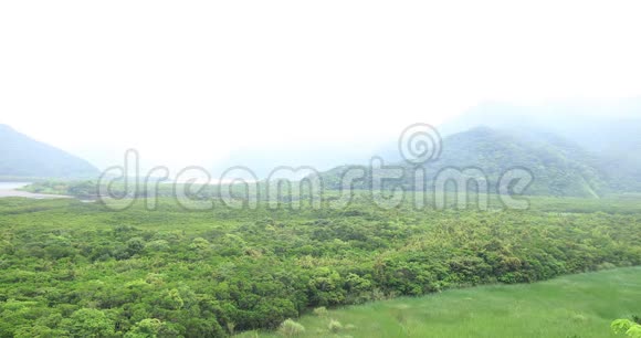 大岛阿姆米红树林雨天视频的预览图