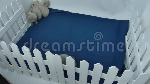 小猫在小院子里玩耍蓝色的地毯视频的预览图