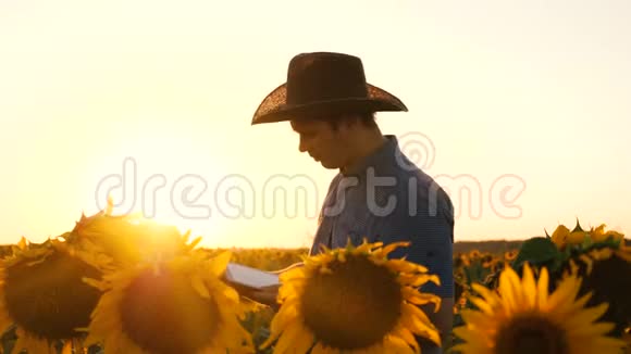 商人用平板电脑用向日葵检查他的田地农夫在开花的田野里散步农学家视频的预览图
