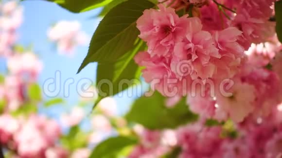 盛开的樱花树视频的预览图