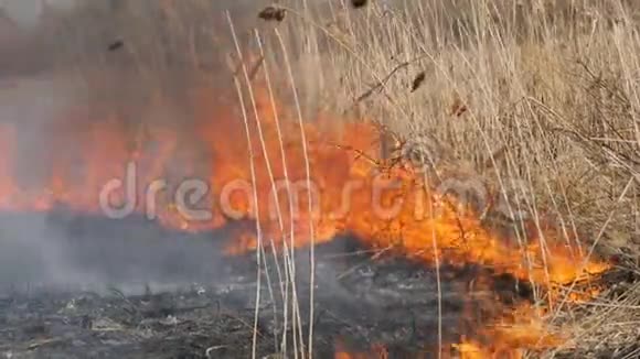 在野外白天看到可怕的危险野火烧干草草一大片的大自然视频的预览图