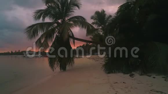 异国海岛椰子棕榈树和热带海滩加勒比海的暑假视频的预览图