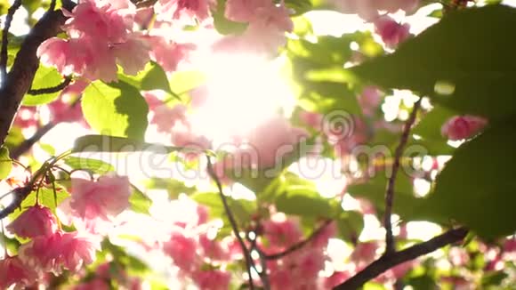 盛开的樱花树视频的预览图
