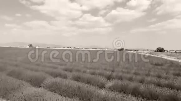 法国巨大的薰衣草田无人驾驶飞机的鸟瞰图视频的预览图