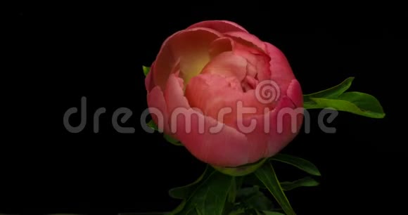 4K黑色背景下盛开的粉红色牡丹花时间期视频的预览图