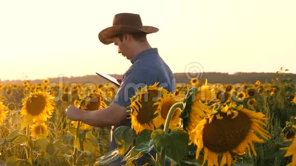 商人用平板电脑用向日葵检查他的田地农夫在一个开花的田野里散步农学家视频的预览图
