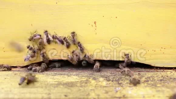 黄色蜂巢里的蜜蜂视频的预览图
