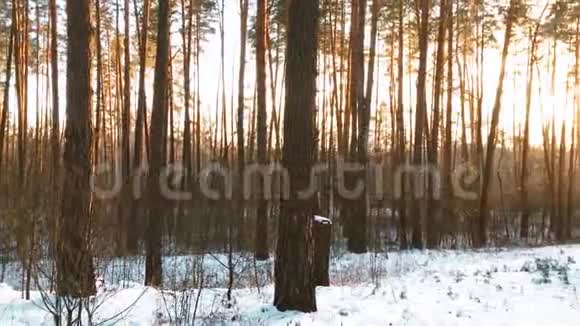 美丽的日落日出阳光在阳光明媚的冬天雪松林视频的预览图