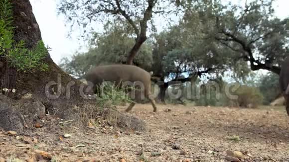 4黑伊比利亚猪在埃斯特雷马杜拉草原的橡树上放牧视频的预览图