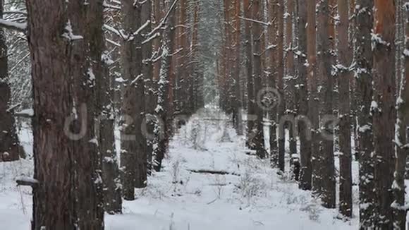 松树树干圣诞树自然树干冬季森林野生景观视频的预览图