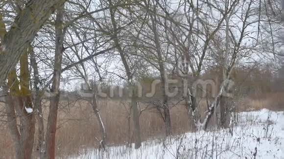 冬天的野林干燥的树干美丽的雪景视频的预览图