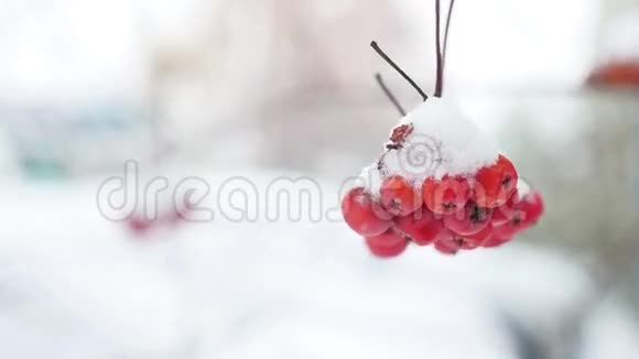 罗湾的红束树枝覆盖着冬天的第一场雪视频的预览图