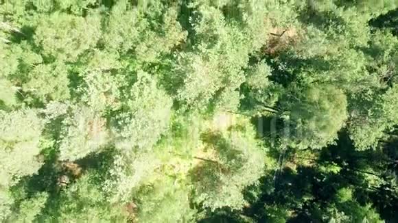 夏日阳光明媚的欧洲森林树木视频的预览图