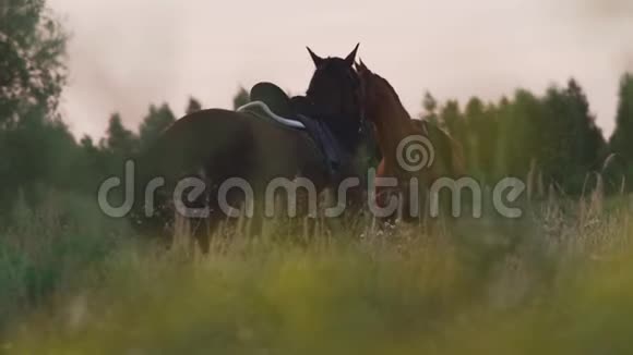 两个带着马的年轻女孩在战场上视频的预览图