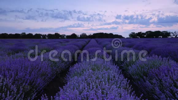 薰衣草花田和无尽的盛开之行夏日夕阳景观普罗旺斯法国视频的预览图