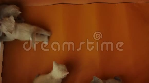 小猫在橙色背景下一起玩视频的预览图