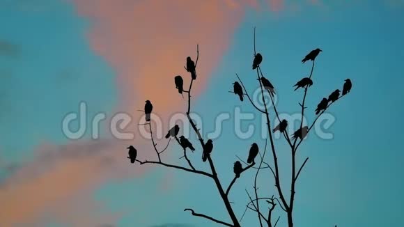 鸟雀的秋天叫蓝天从树上起飞一群乌鸦黑鸟干燥的生活方式树鸟鸟视频的预览图
